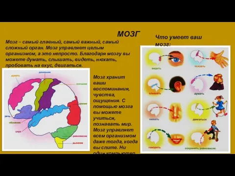 МОЗГ Мозг – самый главный, самый важный, самый сложный орган. Мозг