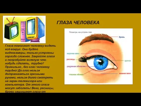 ГЛАЗА ЧЕЛОВЕКА Глаза помогают человеку видеть всё вокруг. Они будто видеокамеры,