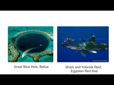 Best Diving in the World Great Blue Hole, Belize Shark and Yolanda Reef, Egyptian Red Sea