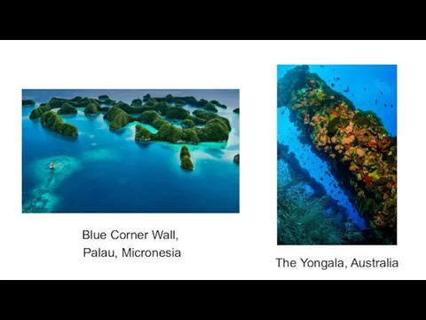 Blue Corner Wall, Palau, Micronesia The Yongala, Australia