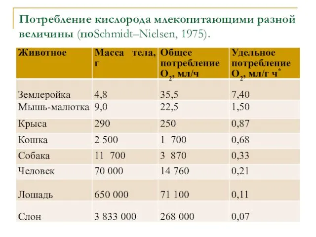 Потребление кислорода млекопитающими разной величины (поSchmidt–Nielsen, 1975).