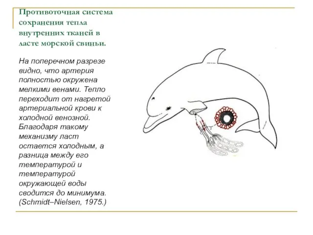 Противоточная система сохранения тепла внутренних тканей в ласте морской свиньи. На