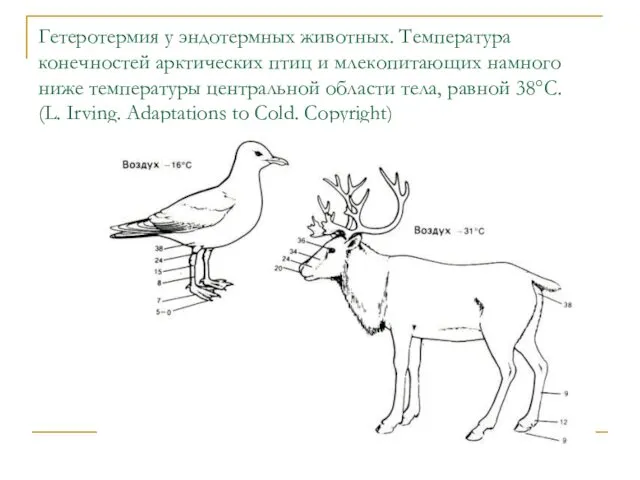 Гетеротермия у эндотермных животных. Температура конечностей арктических птиц и млекопитающих намного