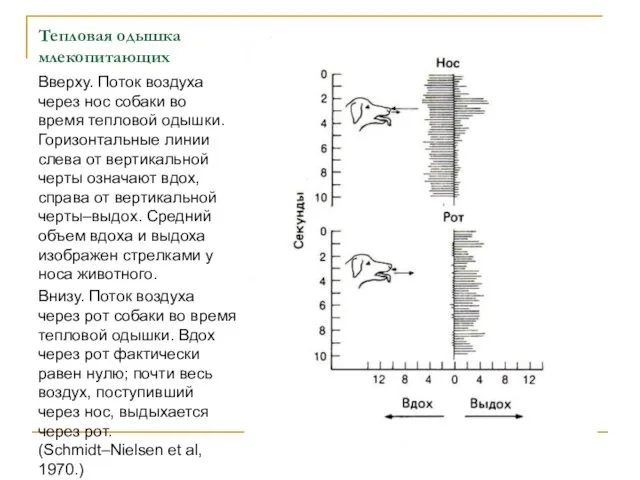 Тепловая одышка млекопитающих Вверху. Поток воздуха через нос собаки во время