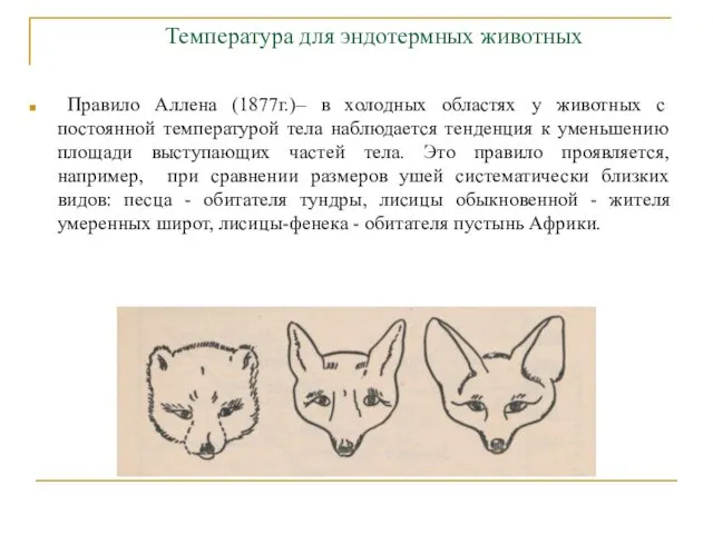 Температура для эндотермных животных Правило Аллена (1877г.)– в холодных областях у