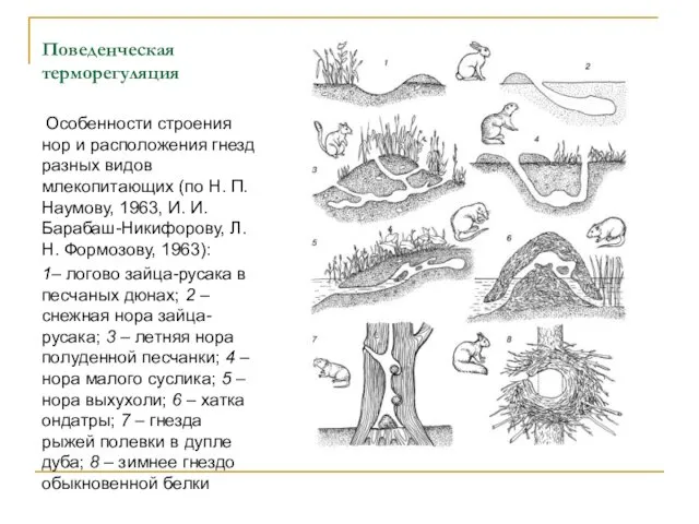 Поведенческая терморегуляция Особенности строения нор и расположения гнезд разных видов млекопитающих