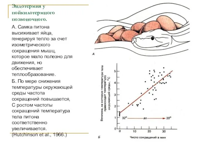 Эндотермия у пойкилотермного позвоночного. А. Самка питона высиживает яйца, генерируя тепло