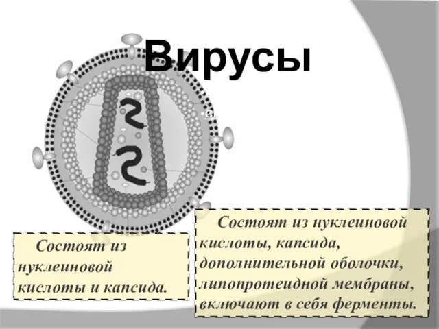 Простые Сложные Вирусы Состоят из нуклеиновой кислоты и капсида. Состоят из