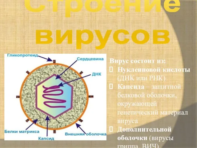 Строение вирусов Вирус состоит из: Нуклеиновой кислоты (ДНК или РНК) Капсида
