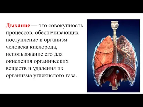 Дыхание — это совокупность процессов, обеспечивающих поступление в организм человека кислорода,