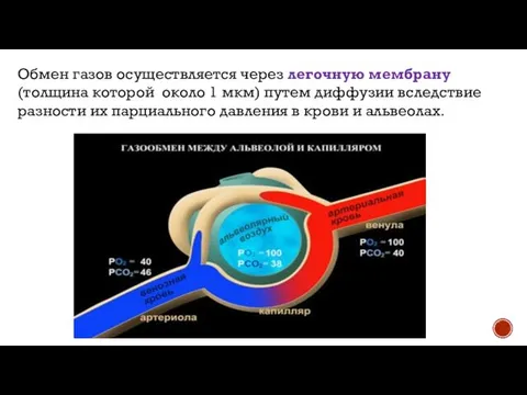 Обмен газов осуществляется через легочную мембрану (толщина которой около 1 мкм)