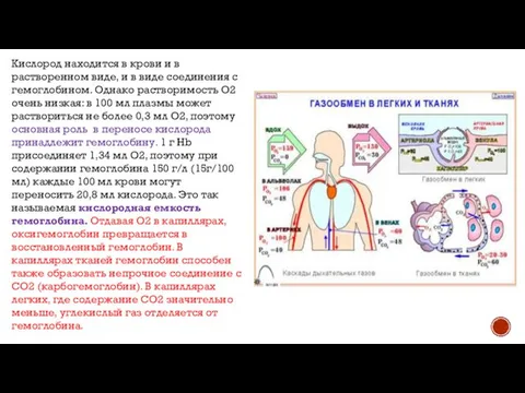 Кислород находится в крови и в растворенном виде, и в виде