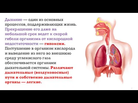 Дыхание — один из основных процессов, поддерживающих жизнь. Прекращение его даже