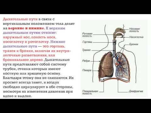 Дыхательные пути в связи с вертикальным положением тела делят на верхние