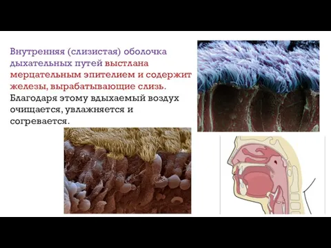 Внутренняя (слизистая) оболочка дыхательных путей выстлана мерцательным эпителием и содержит железы,