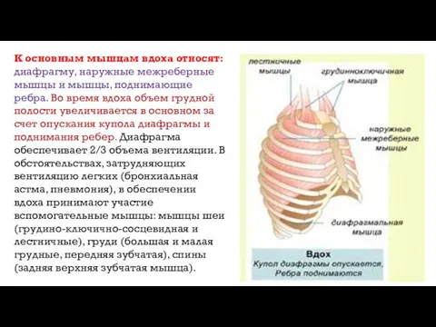 К основным мышцам вдоха относят: диафрагму, наружные межреберные мышцы и мышцы,