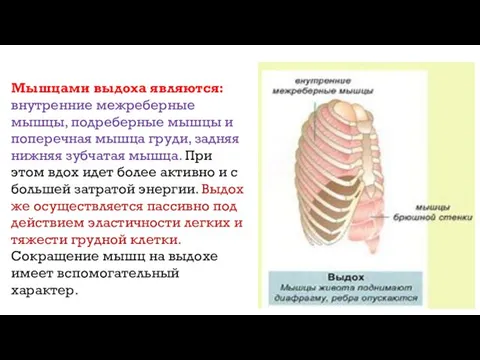 Мышцами выдоха являются: внутренние межреберные мышцы, подреберные мышцы и поперечная мышца