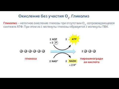 Окисление без участия О2. Гликолиз Гликолиз – неполное окисление глюкозы при