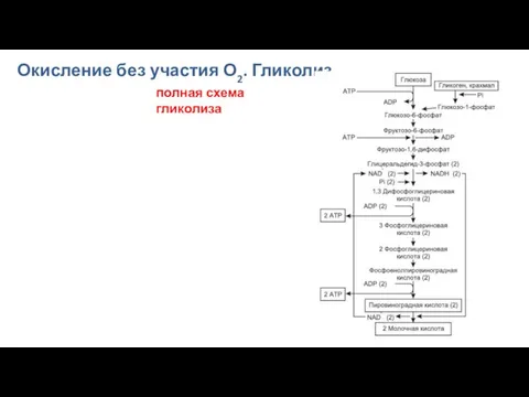 Окисление без участия О2. Гликолиз полная схема гликолиза