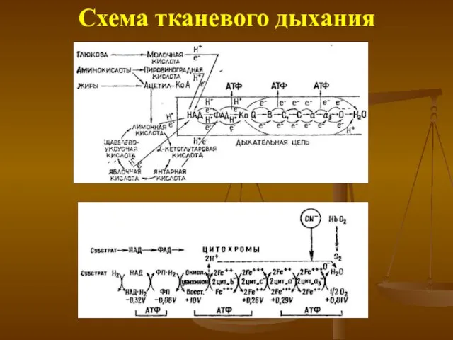 Схема тканевого дыхания