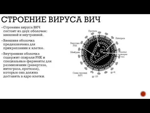 СТРОЕНИЕ ВИРУСА ВИЧ Строение вируса ВИЧ состоит из двух оболочек: внешней