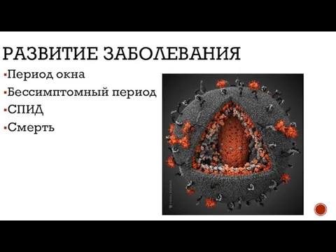 РАЗВИТИЕ ЗАБОЛЕВАНИЯ Период окна Бессимптомный период СПИД Смерть