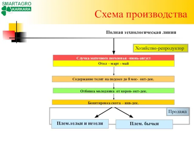 Схема производства Содержание телят на подсосе до 8 мес- окт-дек. Бонитировка