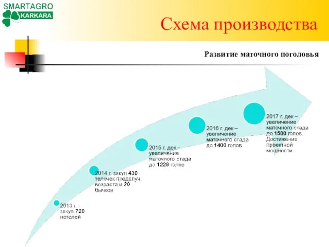 Схема производства Развитие маточного поголовья