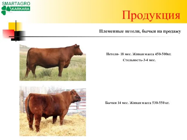 Продукция Бычки 14 мес. Живая масса 530-550 кг. Племенные нетели, бычки