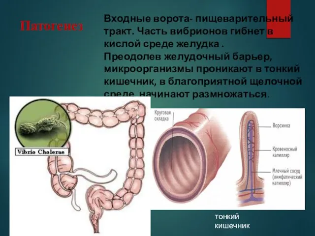 Входные ворота- пищеварительный тракт. Часть вибрионов гибнет в кислой среде желудка