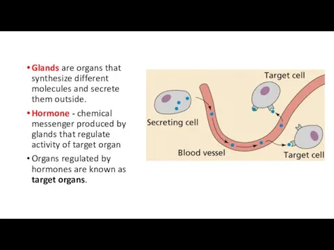 Glands are organs that synthesize different molecules and secrete them outside.