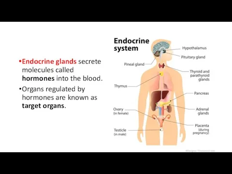 Endocrine glands secrete molecules called hormones into the blood. Organs regulated