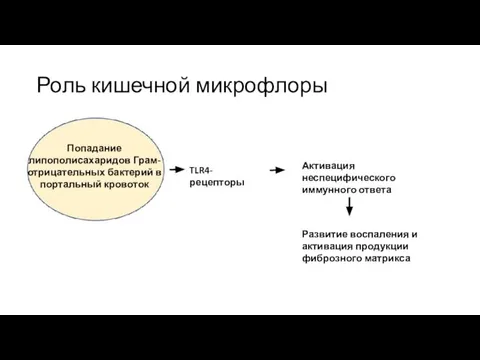 Роль кишечной микрофлоры Попадание липополисахаридов Грам-отрицательных бактерий в портальный кровоток TLR4-рецепторы