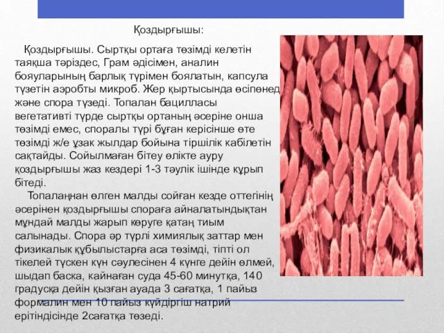 Қоздырғышы: Қоздырғышы. Сыртқы ортаға төзімді келетін таяқша тәріздес, Грам әдісімен, аналин