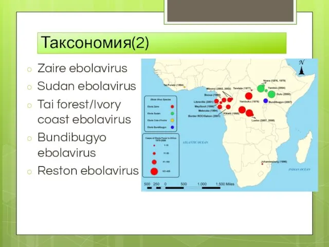 Таксономия(2) Zaire ebolavirus Sudan ebolavirus Tai forest/Ivory coast ebolavirus Bundibugyo ebolavirus Reston ebolavirus