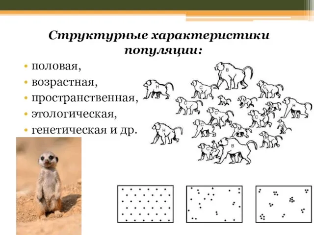 Структурные характеристики популяции: половая, возрастная, пространственная, этологическая, генетическая и др.