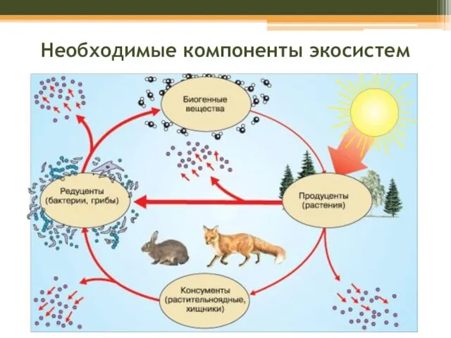 Необходимые компоненты экосистем