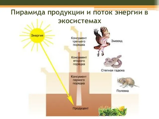 Пирамида продукции и поток энергии в экосистемах