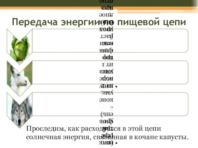 Передача энергии по пищевой цепи Проследим, как расходуется в этой цепи