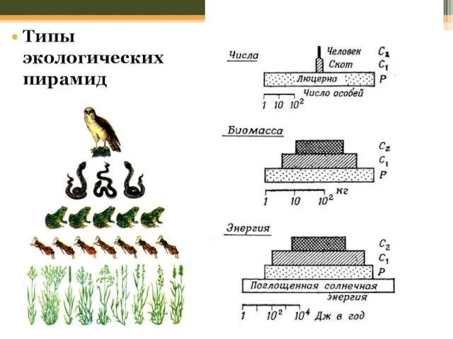 Типы экологических пирамид