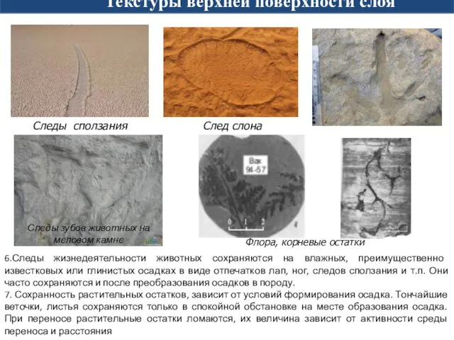 Лабораторная работа № 1 Текстуры верхней поверхности слоя 6.Следы жизнедеятельности животных