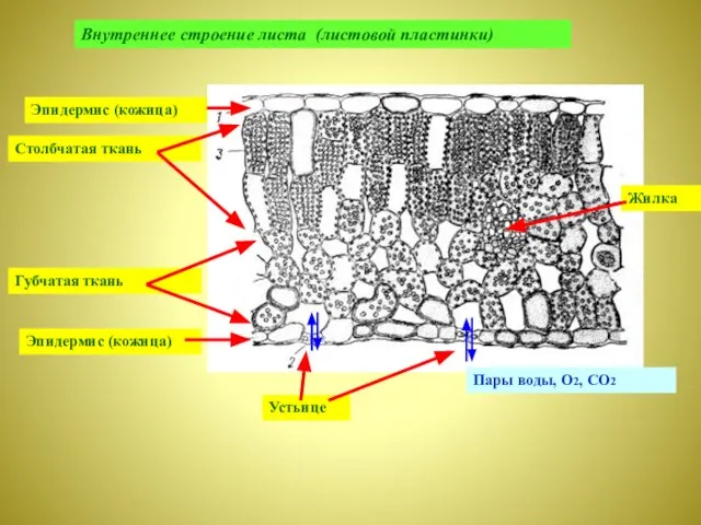 Устьица на нижнем эпидермисе столбчатая ткань. Строение листовой пластинки. Внутреннее строение листа. Строение листовой пластины. Внутреннее строение листовой пластинки.
