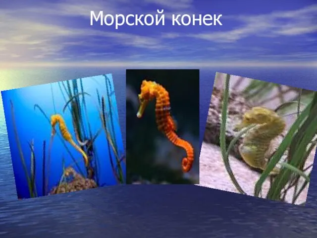 Морской конек