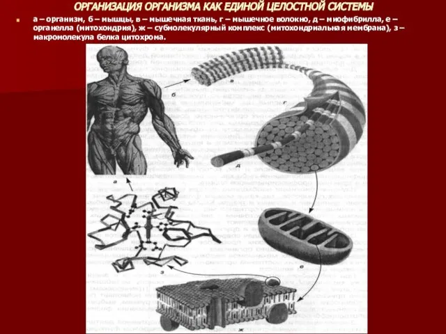 ОРГАНИЗАЦИЯ ОРГАНИЗМА КАК ЕДИНОЙ ЦЕЛОСТНОЙ СИСТЕМЫ а – организм, б –