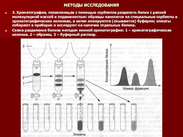 МЕТОДЫ ИССЛЕДОВАНИЯ 3. Хроматография, позволяющая с помощью сорбентов разделить белки с