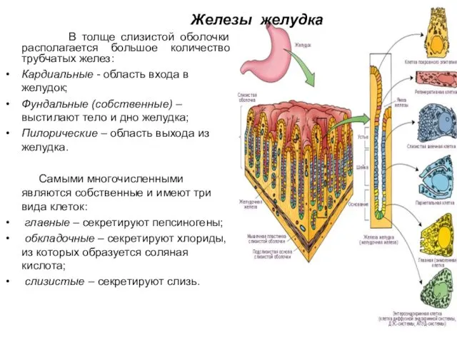 Железы желудка В толще слизистой оболочки располагается большое количество трубчатых желез: