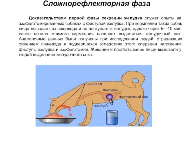 Сложнорефлекторная фаза Доказательством первой фазы секреции желудка служат опыты на эзофаготомированных