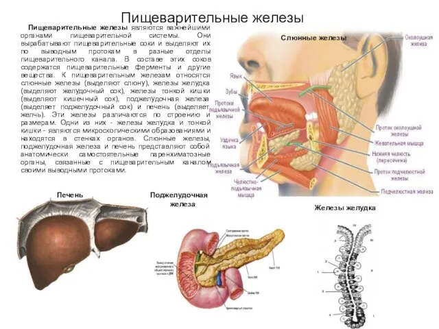 Пищеварительные железы Слюнные железы Пищеварительные железы являются важнейшими органами пищеварительной системы.