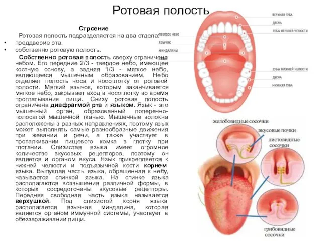 Ротовая полость Строение Ротовая полость подразделяется на два отдела: преддверие рта.