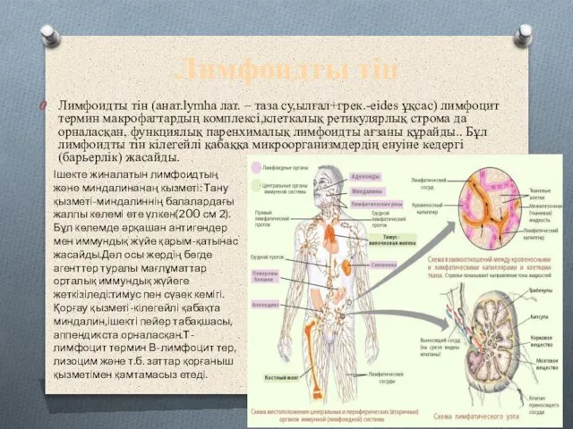 Лимфоидты тін Лимфоидты тін (анат.lymha лат. – таза су,ылғал+грек.-eides ұқсас) лимфоцит